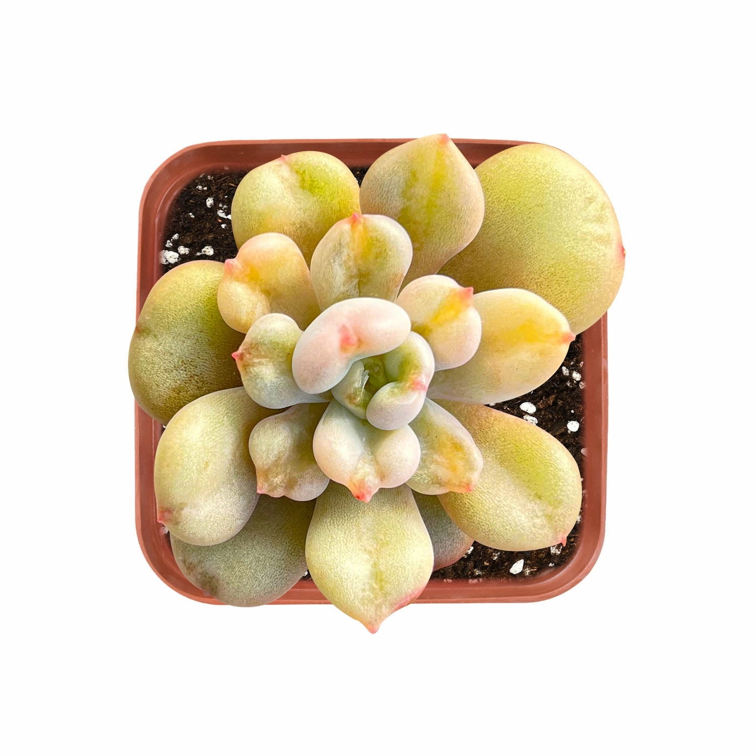 Echeveria Bill Gates sp.