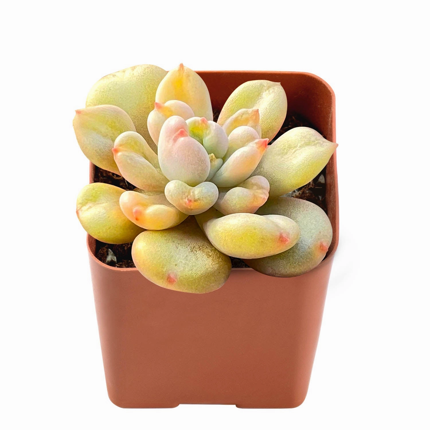 Echeveria Bill Gates sp.