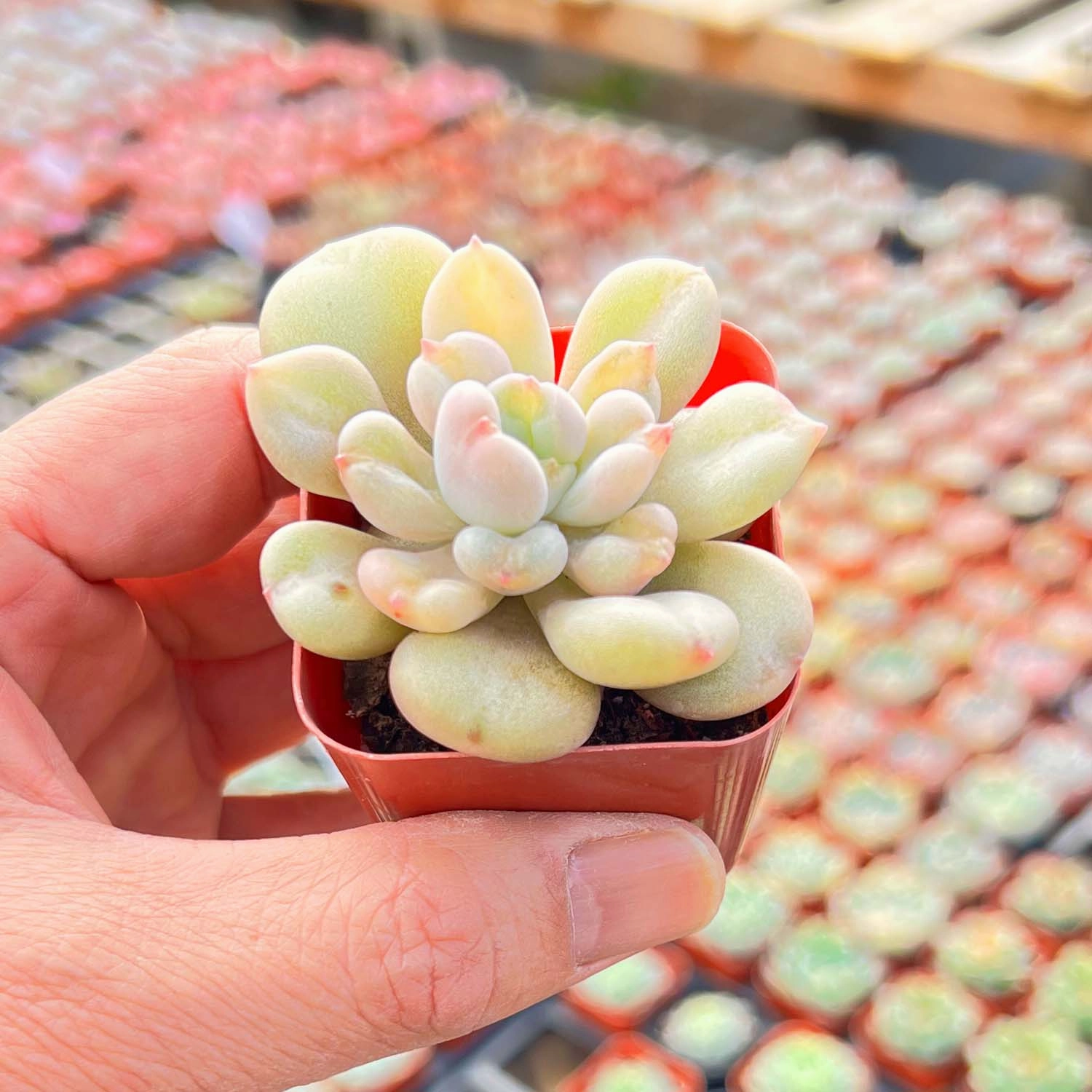 Echeveria Bill Gates sp.