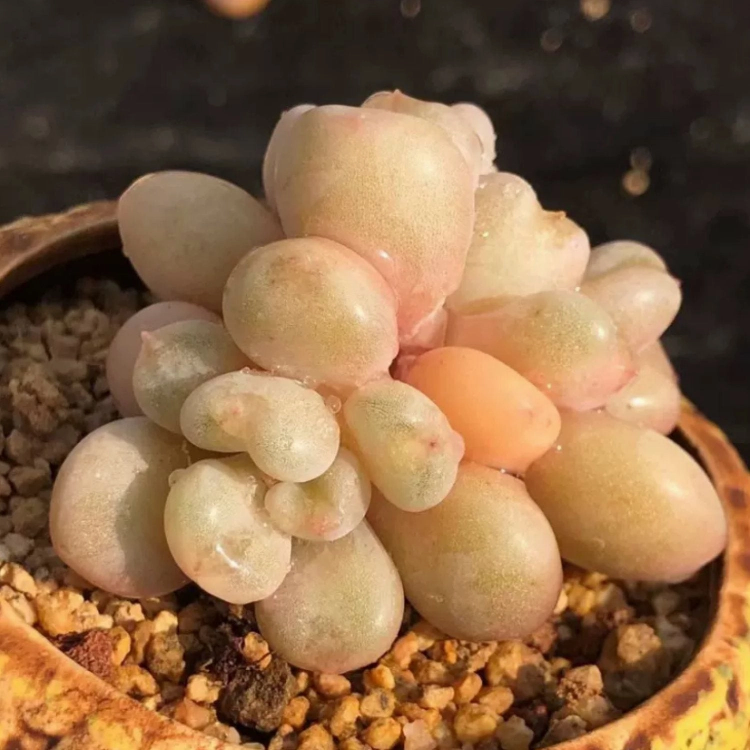 Echeveria Bill Gates sp.