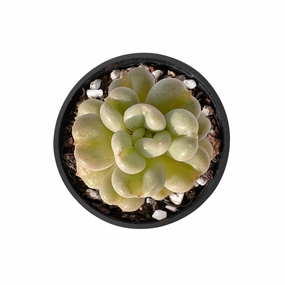 Echeveria Bill Gates sp. mini ornamental plant  
