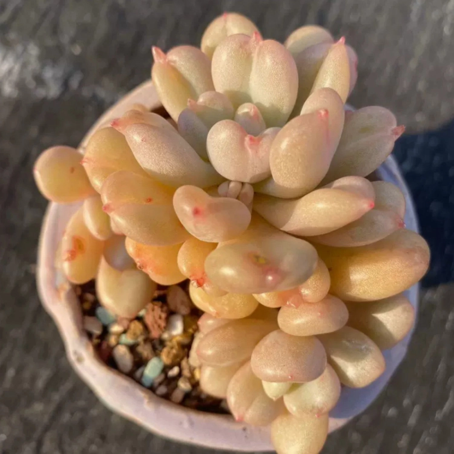Echeveria Bill Gates sp.