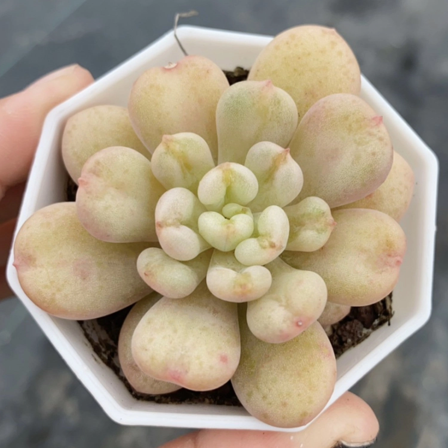 Echeveria Bill Gates sp.