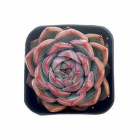 Echeveria Caroline mini ornamental plant  