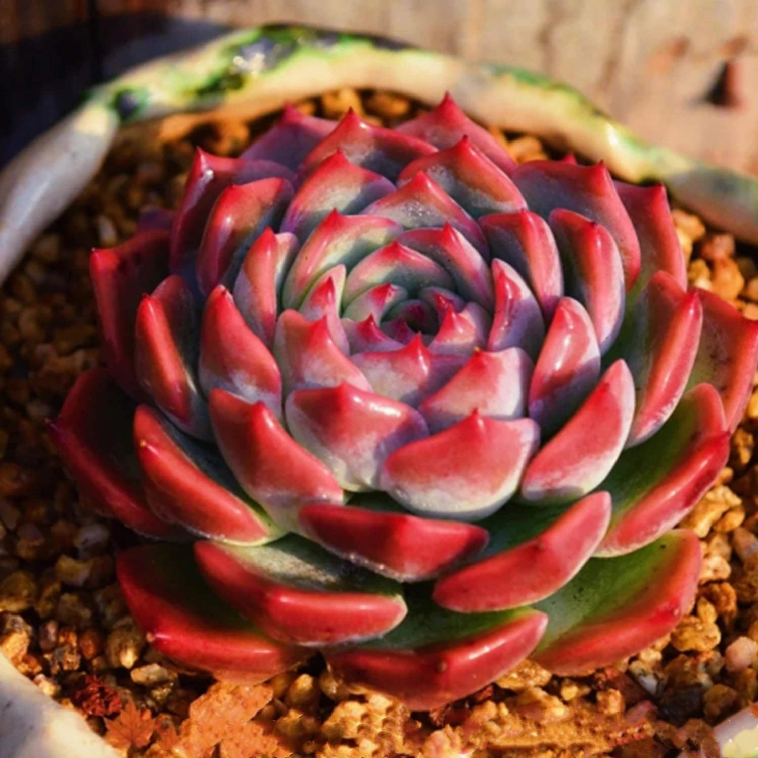 Echeveria Caroline