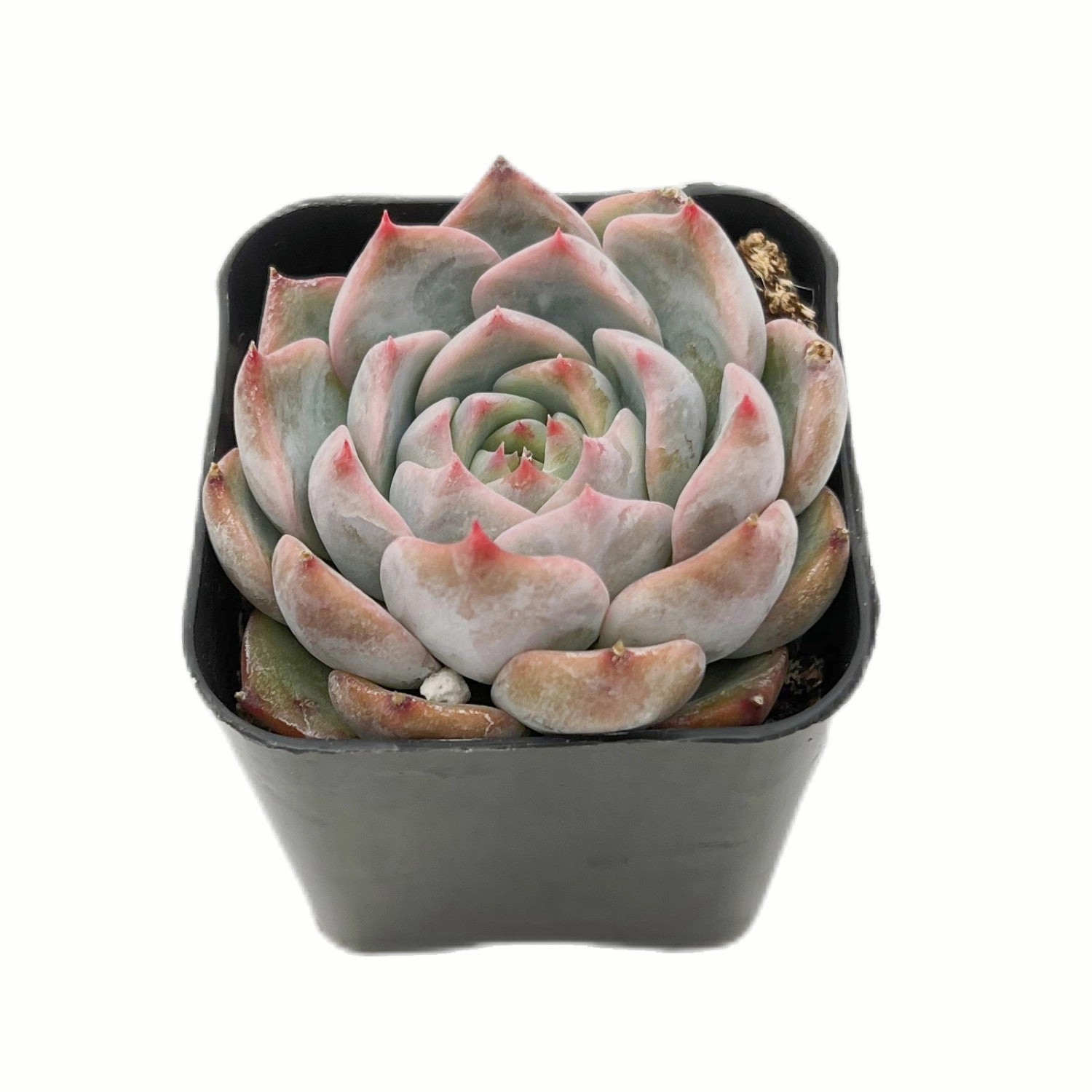 Echeveria Caroline