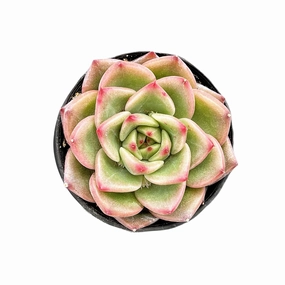 Echeveria Charleston mini ornamental plant  