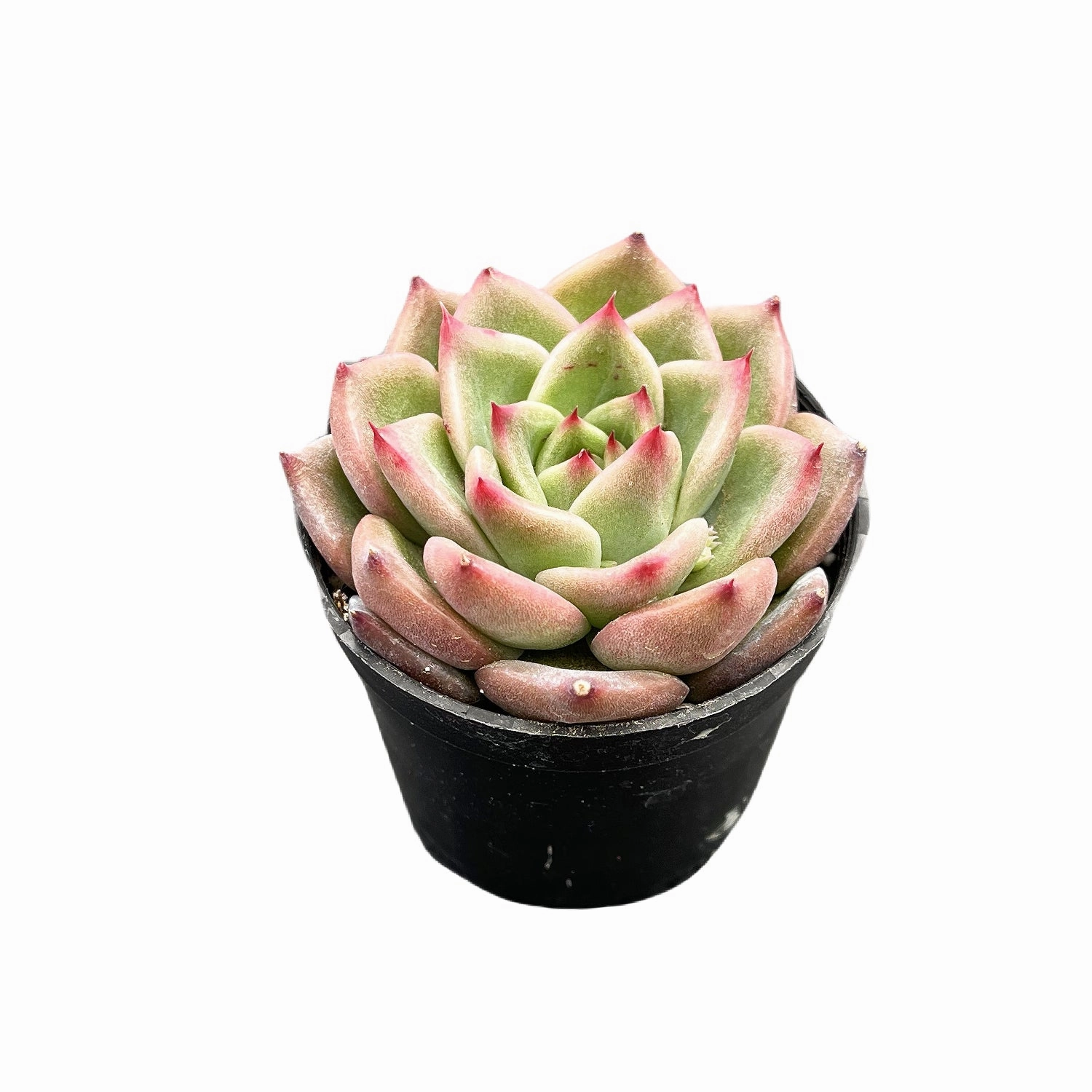 Echeveria Charleston