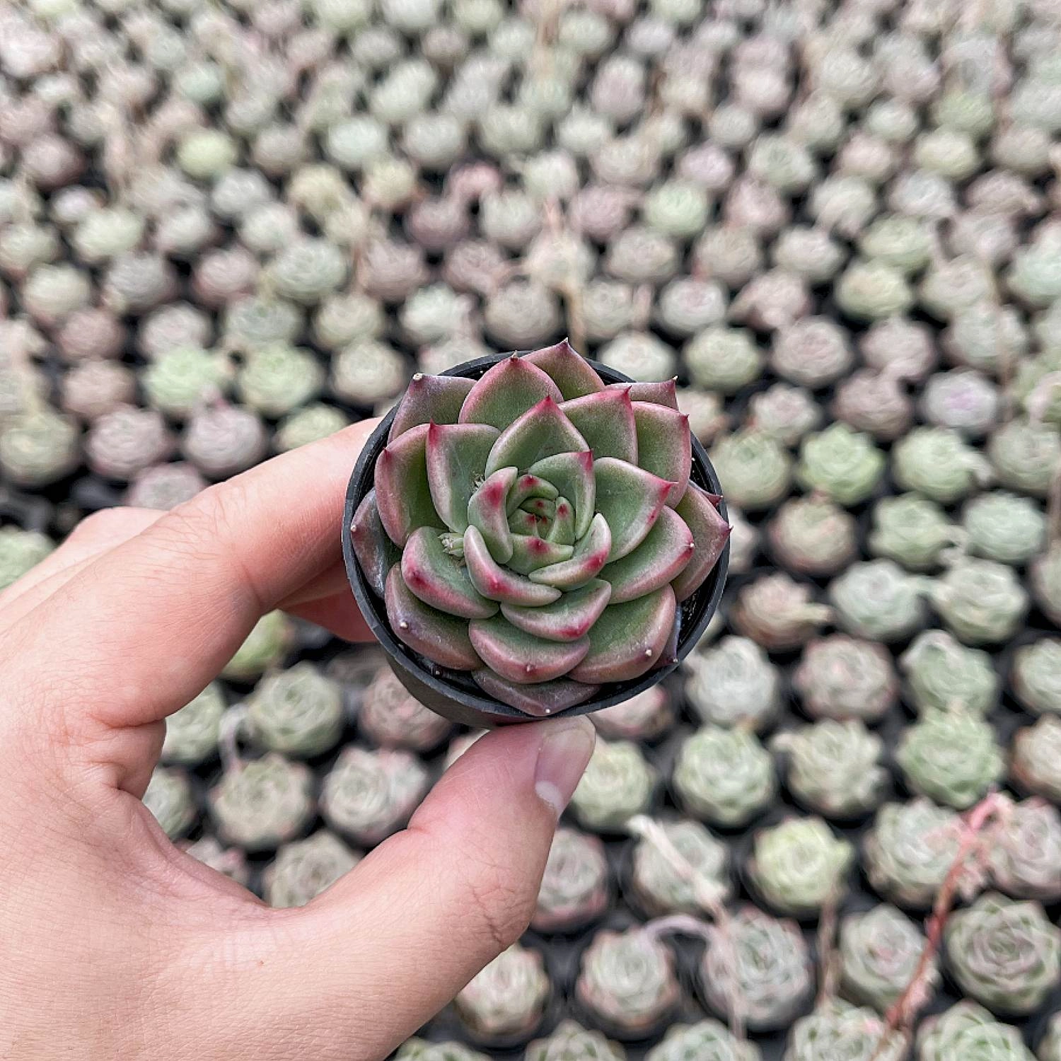 Echeveria Charleston