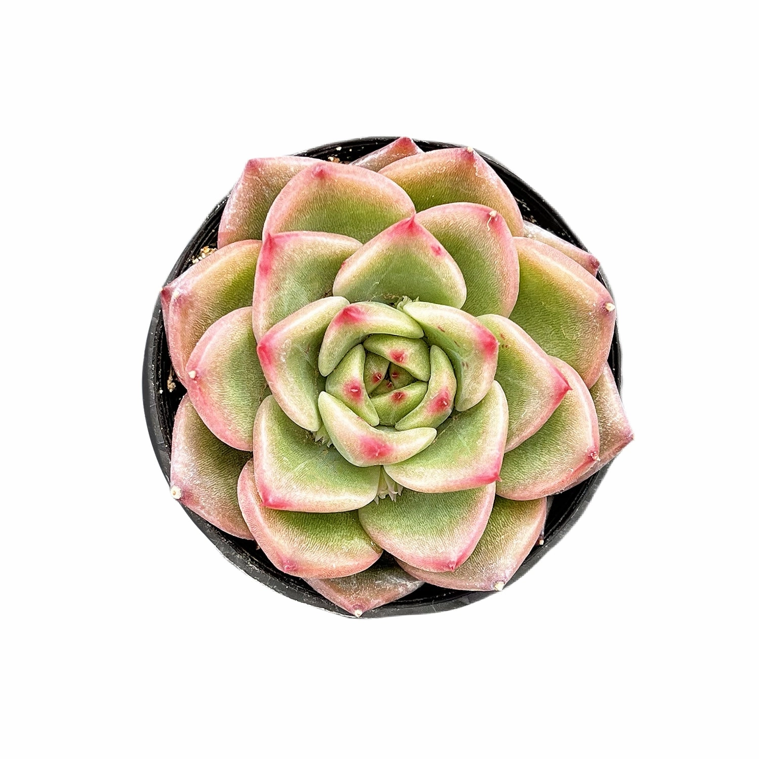 Echeveria Charleston mini ornamental plant  