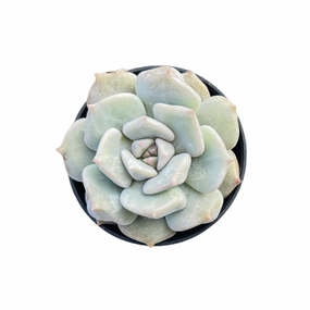 Echeveria Choux Cream / Echeveria 'Cream Puff' mini ornamental plant  