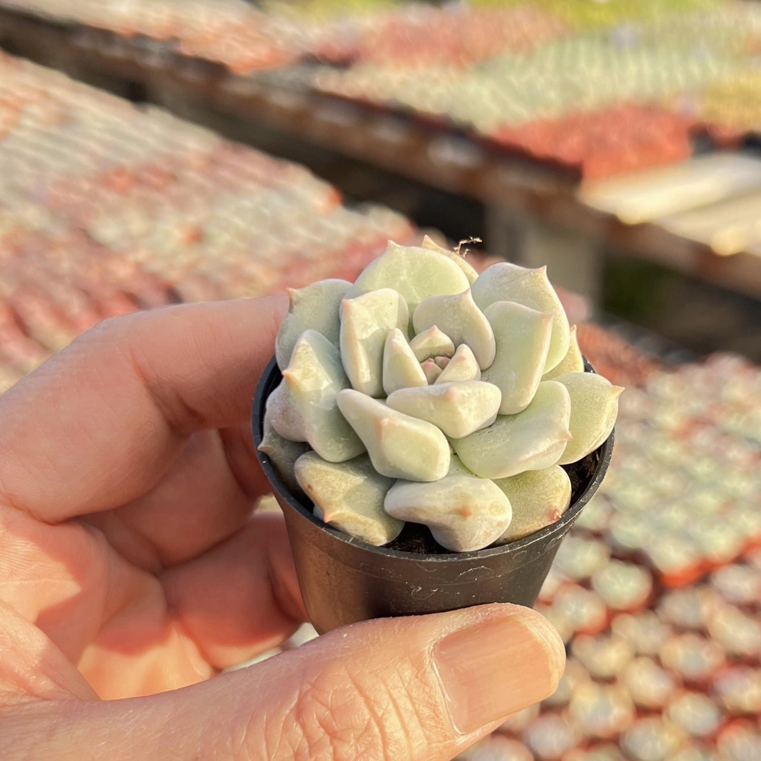 Echeveria Choux Cream / Echeveria 'Cream Puff'