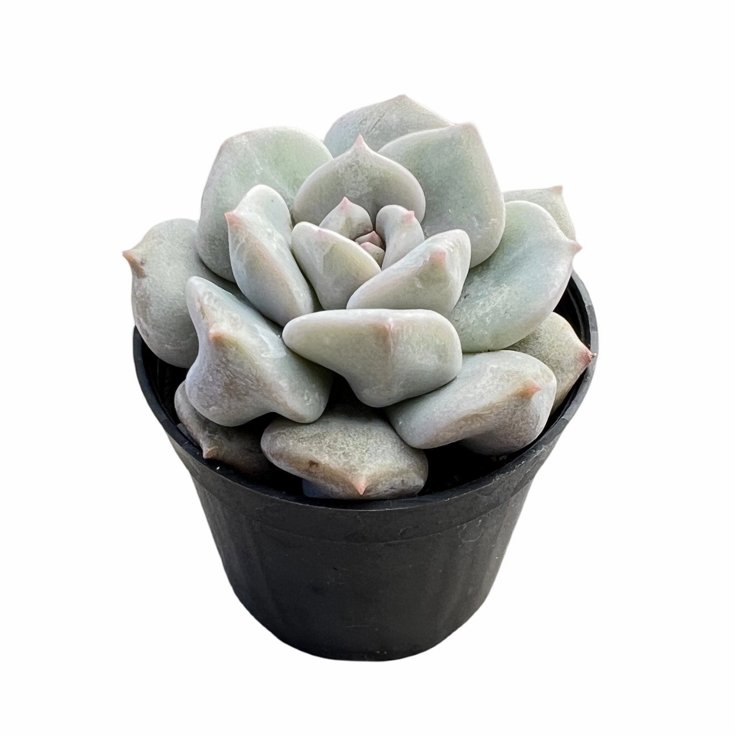 Echeveria Choux Cream / Echeveria 'Cream Puff'