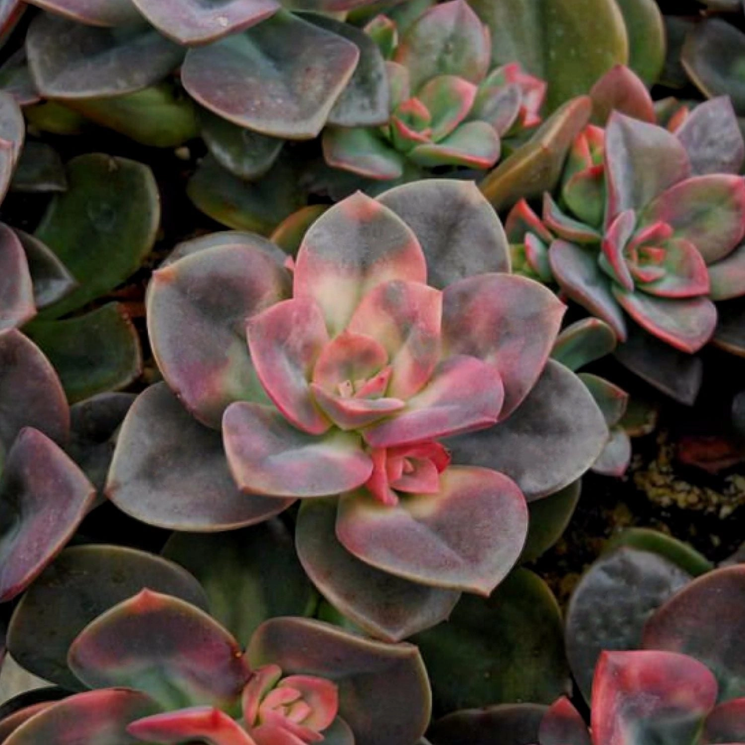 Echeveria Chroma