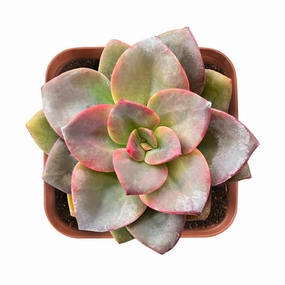 Echeveria Chroma mini ornamental plant  