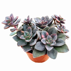 Echeveria Chroma Cluster (4 inch) mini ornamental plant  
