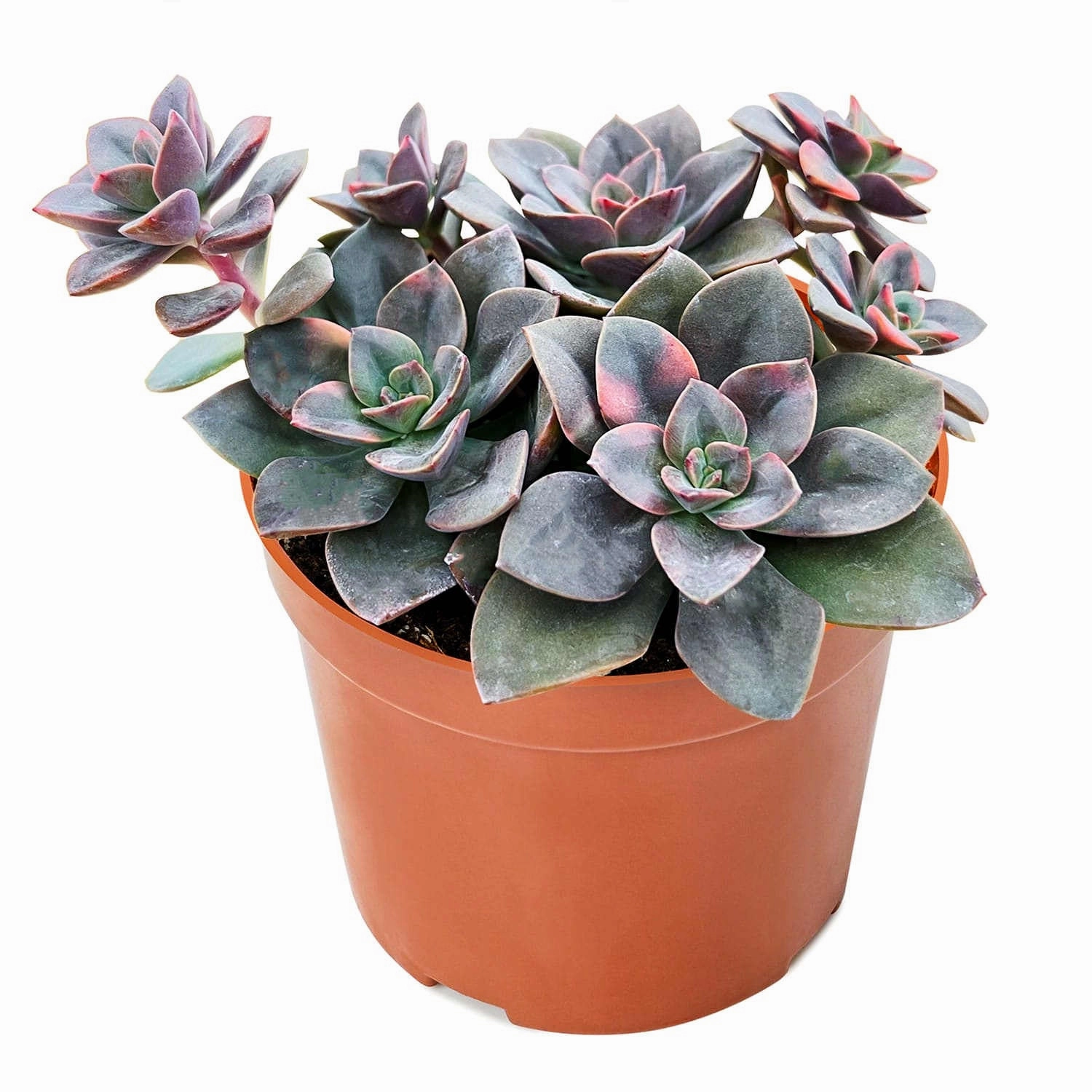 Echeveria Chroma Cluster (4 inch)