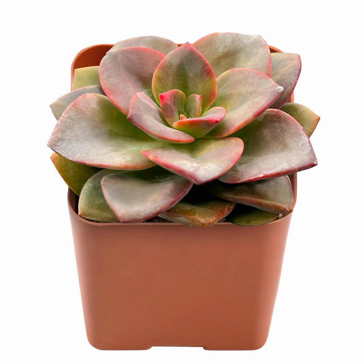 Echeveria Chroma