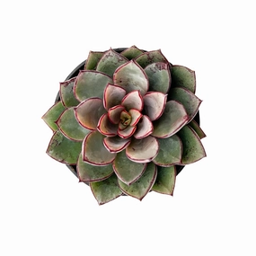 Echeveria Cinderella mini ornamental plant  