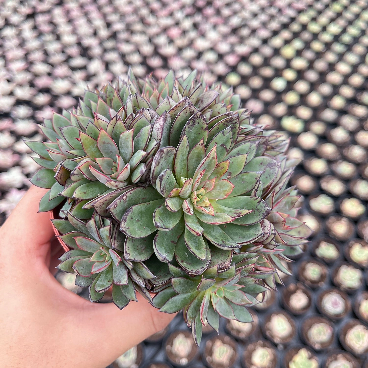 Echeveria Cinderella (4 inch)