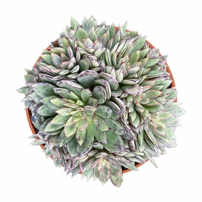 Echeveria Cinderella (4 inch) mini ornamental plant  