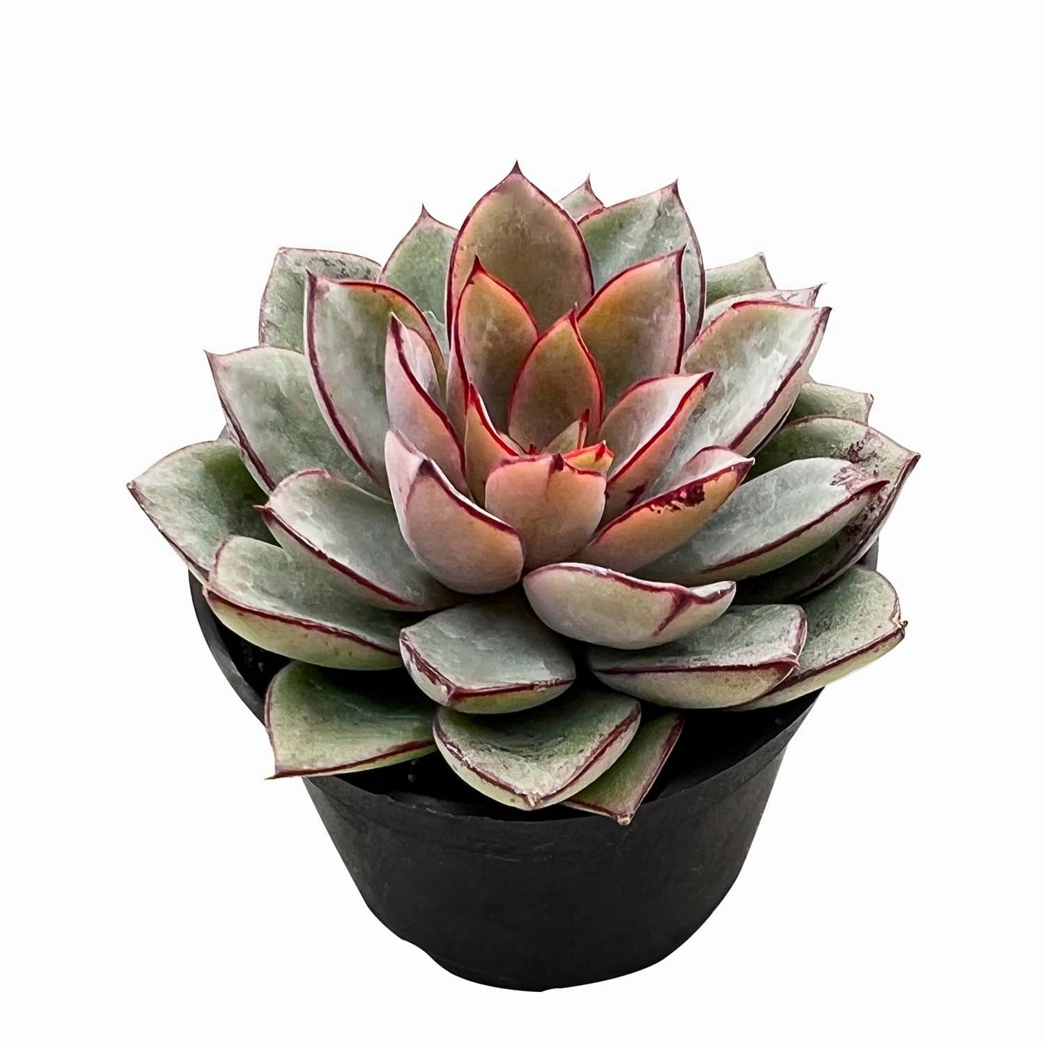 Echeveria Cinderella