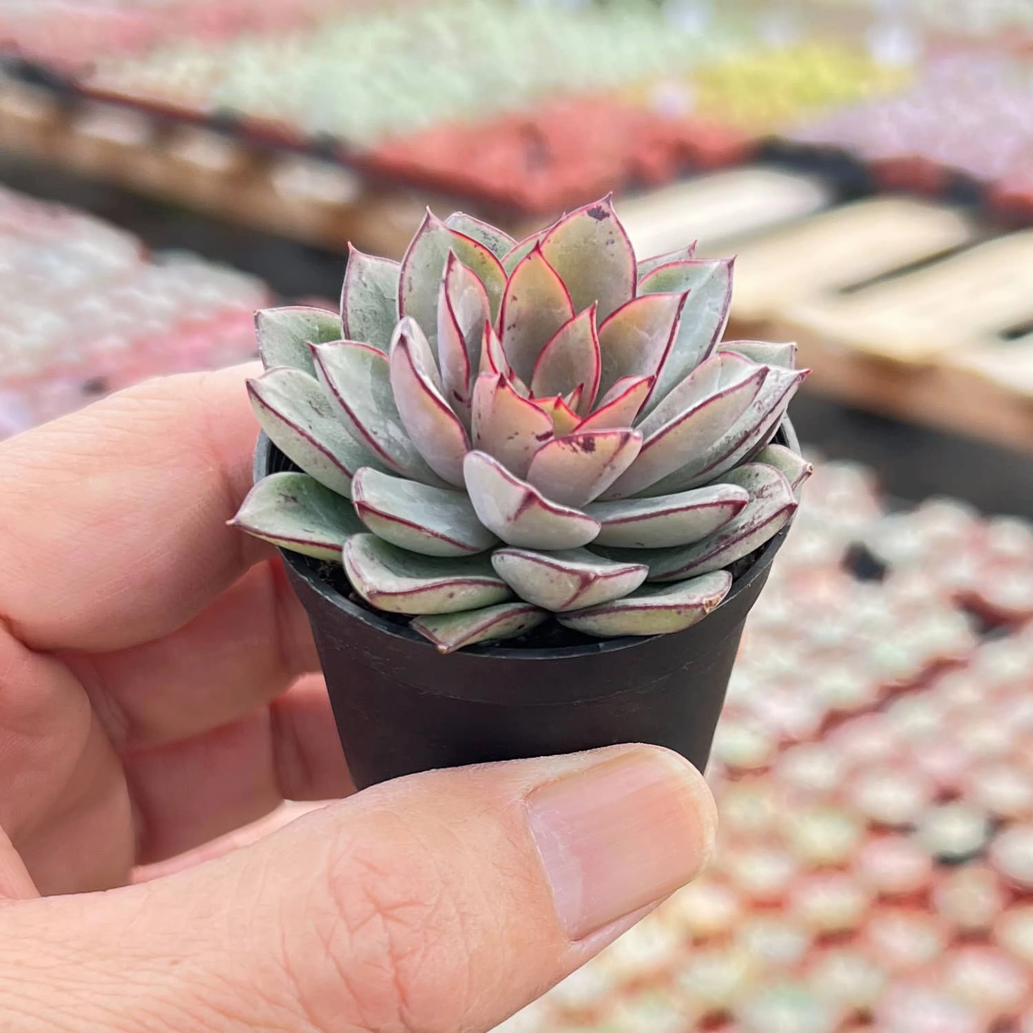 Echeveria Cinderella