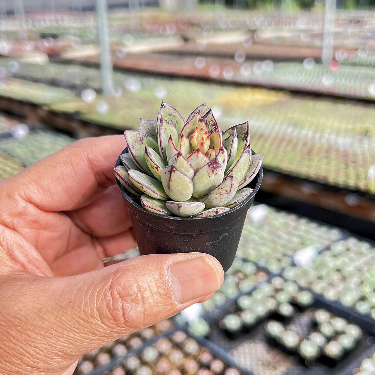Echeveria Cinderella