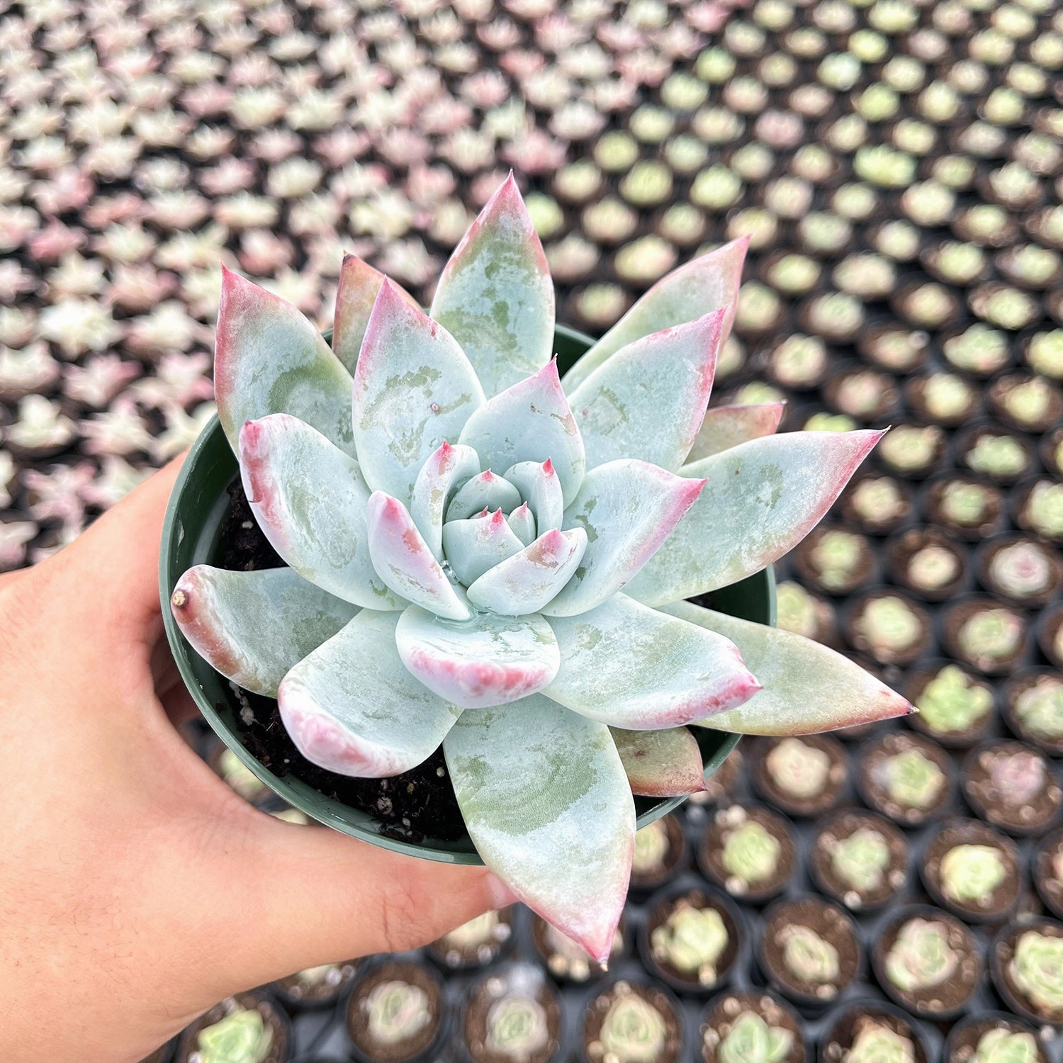 Echeveria Colorata var. Brandtii (4 inch)