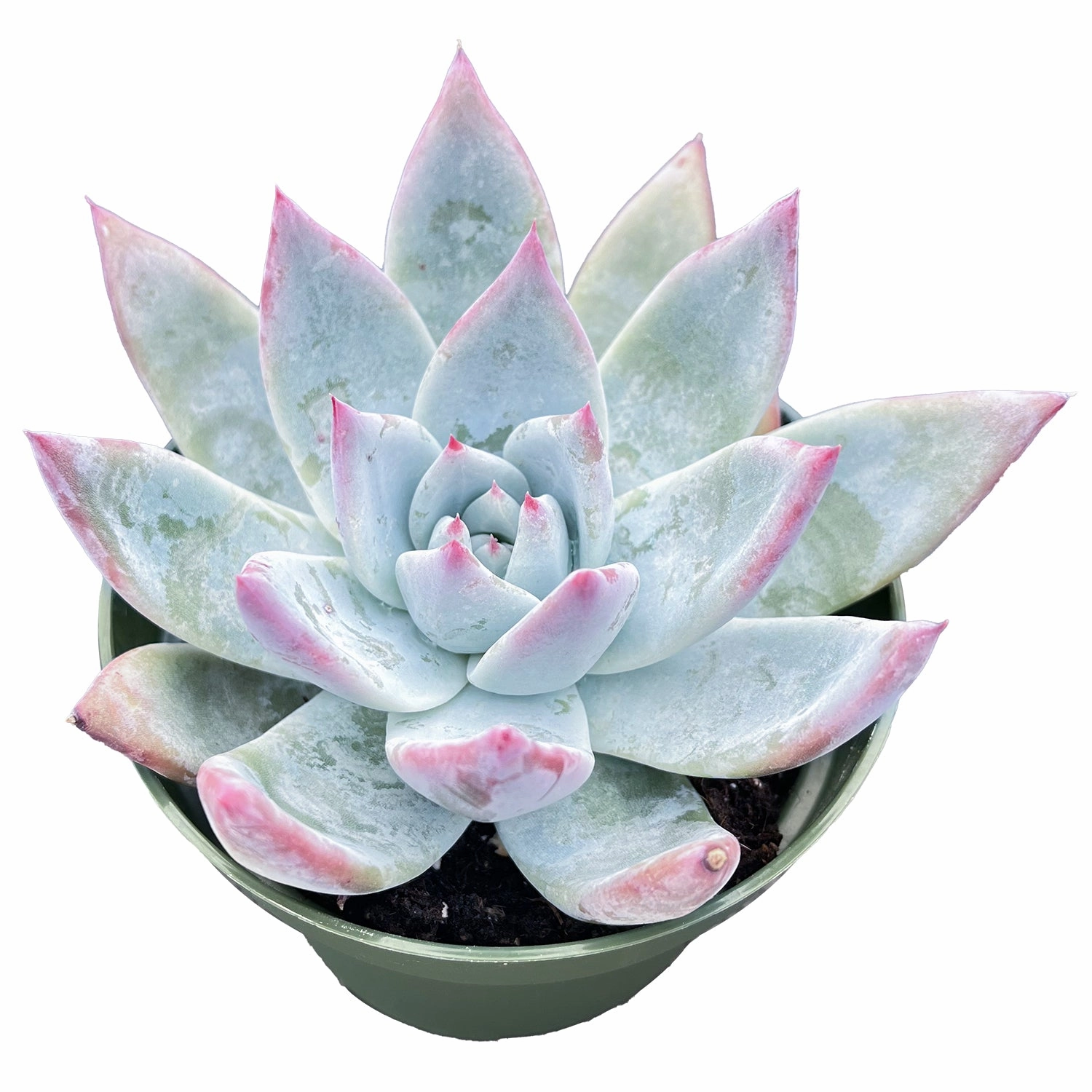 Echeveria Colorata var. Brandtii (4 inch)