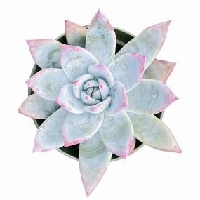 Echeveria Colorata var. Brandtii (4 inch) mini ornamental plant  