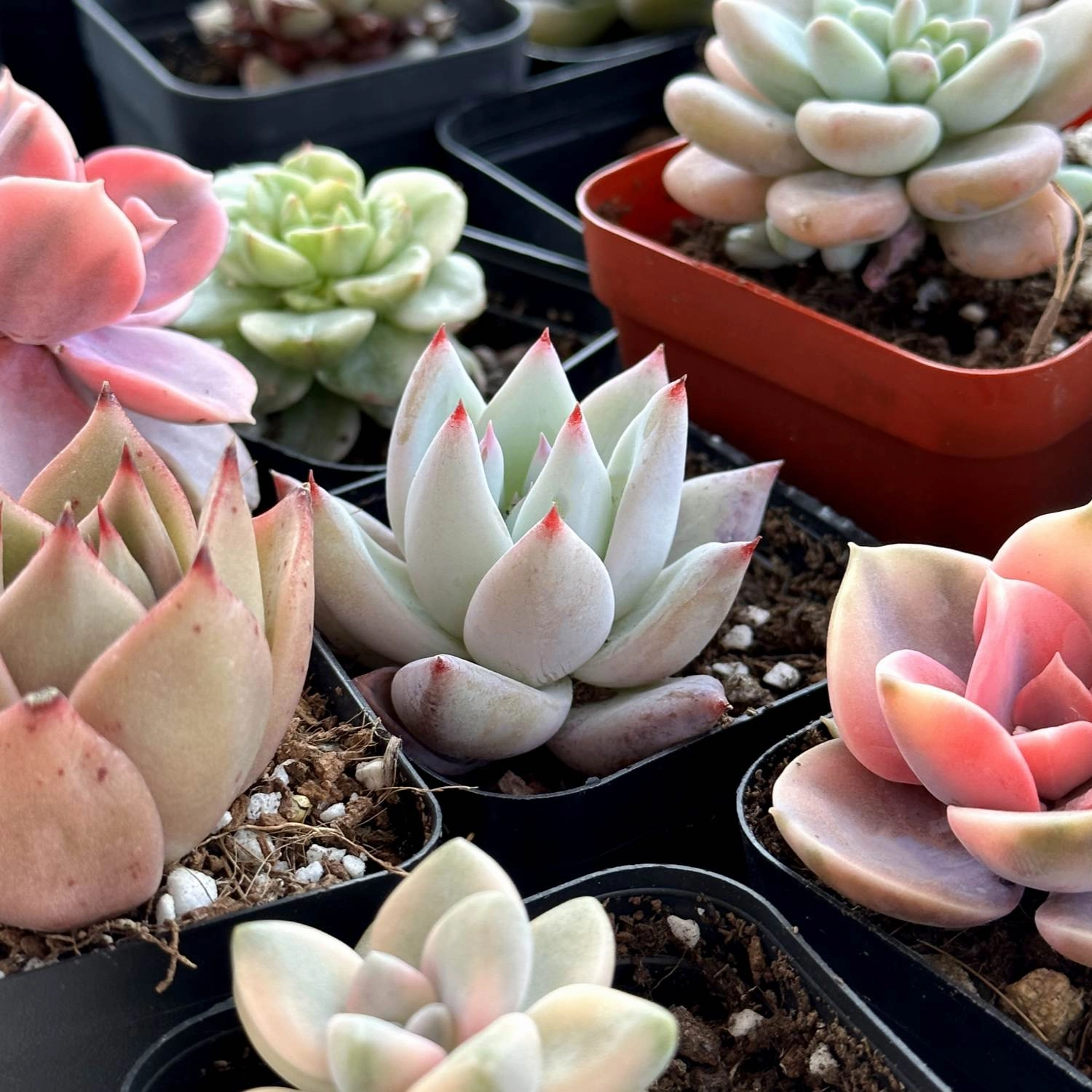 Echeveria Colorata var. Brandtii