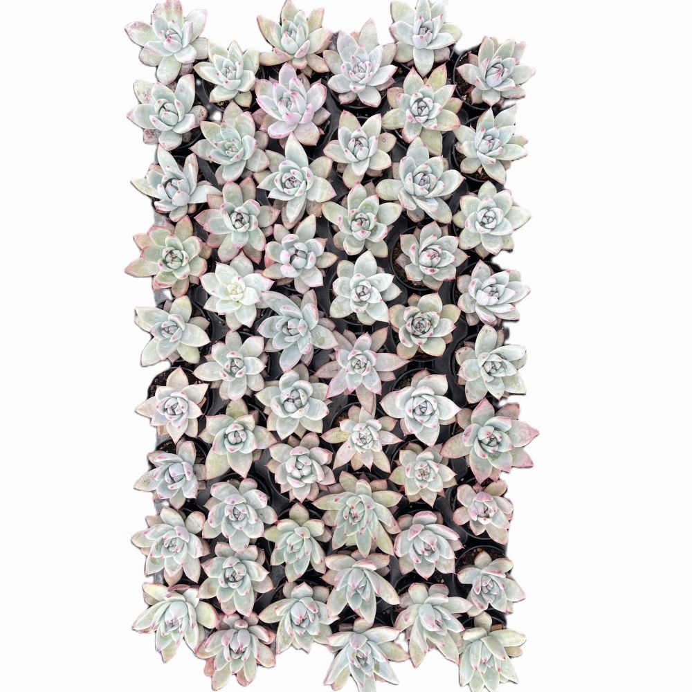Echeveria Colorata var. Brandtii Bulk 54 Tray - 2in Pot