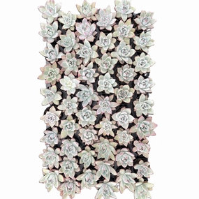 Echeveria Colorata var. Brandtii Bulk 54 Tray - 2in Pot mini ornamental plant  