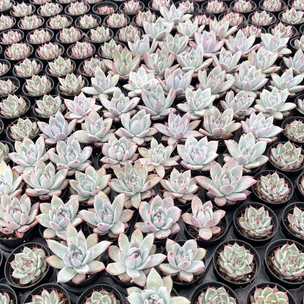 Echeveria Colorata var. Brandtii Bulk 54 Tray - 2in Pot