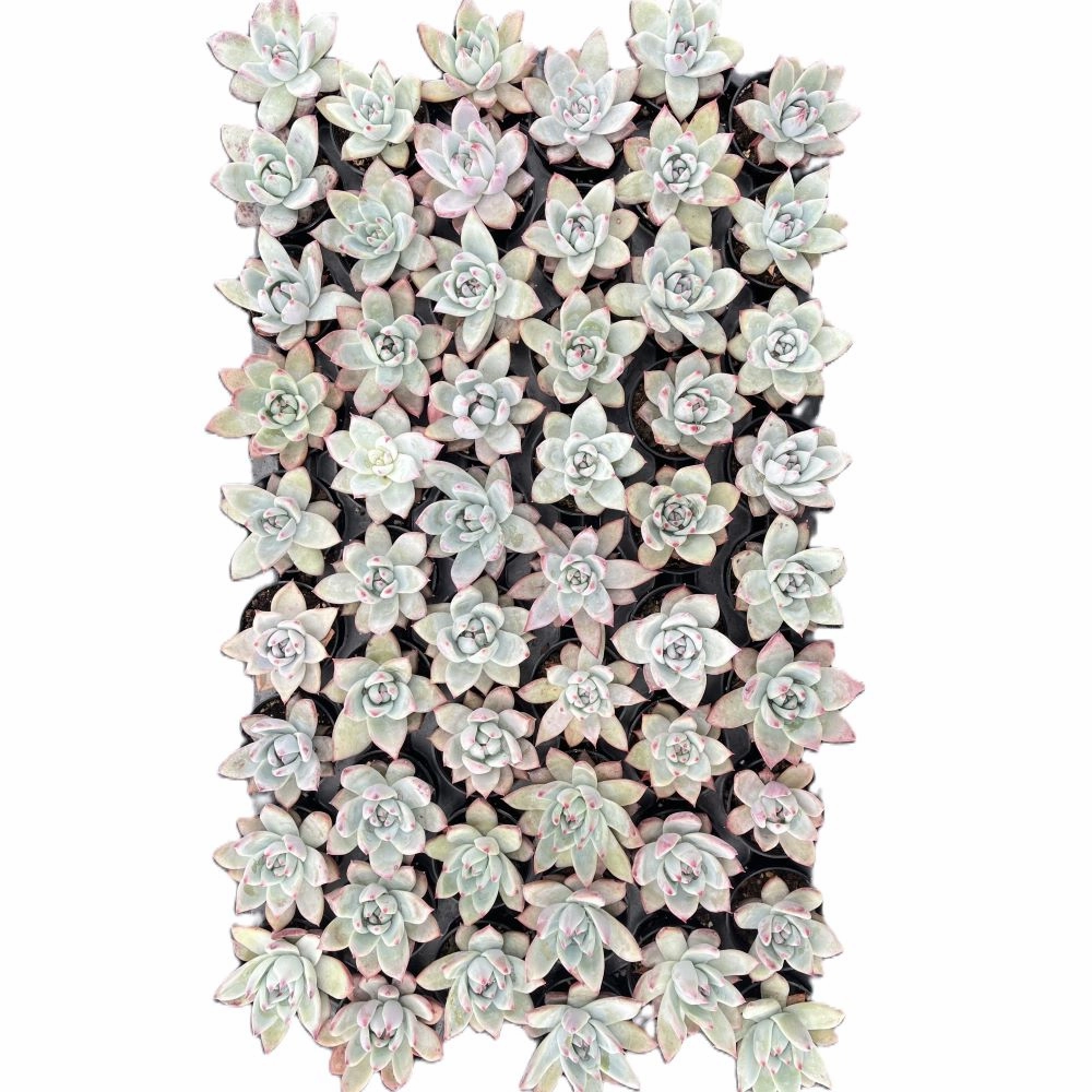 Echeveria Colorata var. Brandtii Bulk 54 Tray - 2in Pot mini ornamental plant  