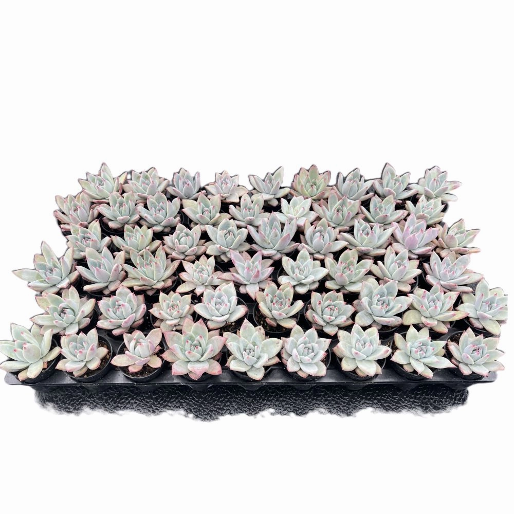 Echeveria Colorata var. Brandtii Bulk 54 Tray - 2in Pot