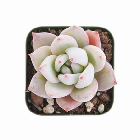 Echeveria Colorata var. Brandtii mini ornamental plant  