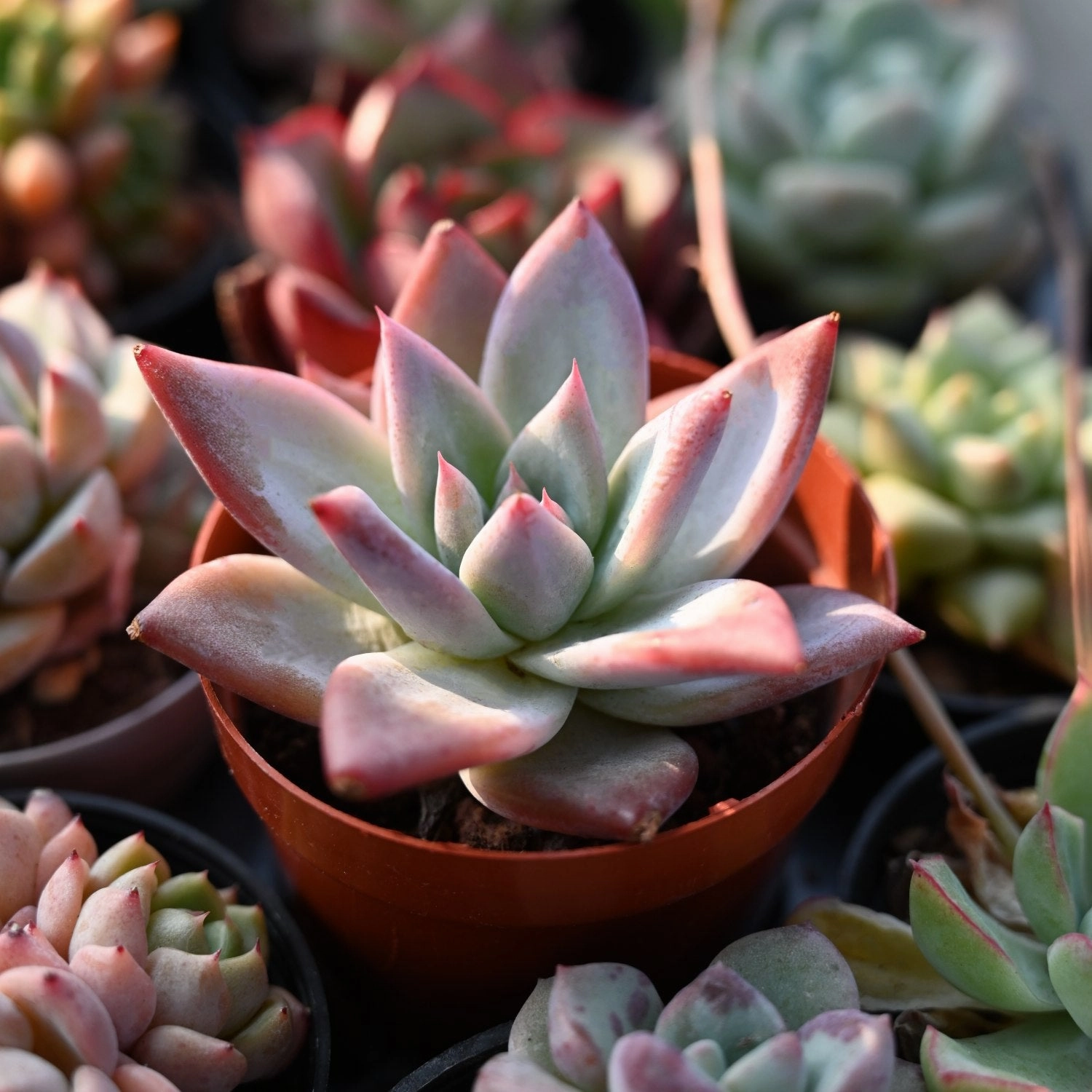 Echeveria Colorata var. Brandtii