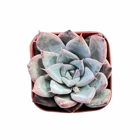 Echeveria Colorata x Laui mini ornamental plant  