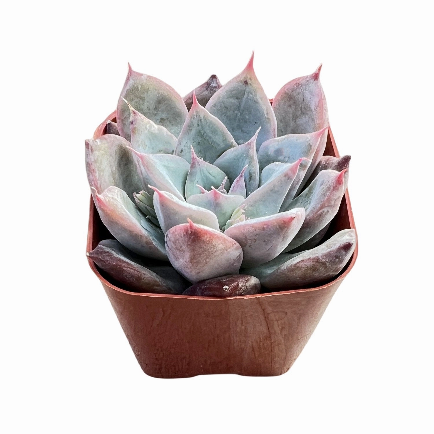Echeveria Colorata x Laui