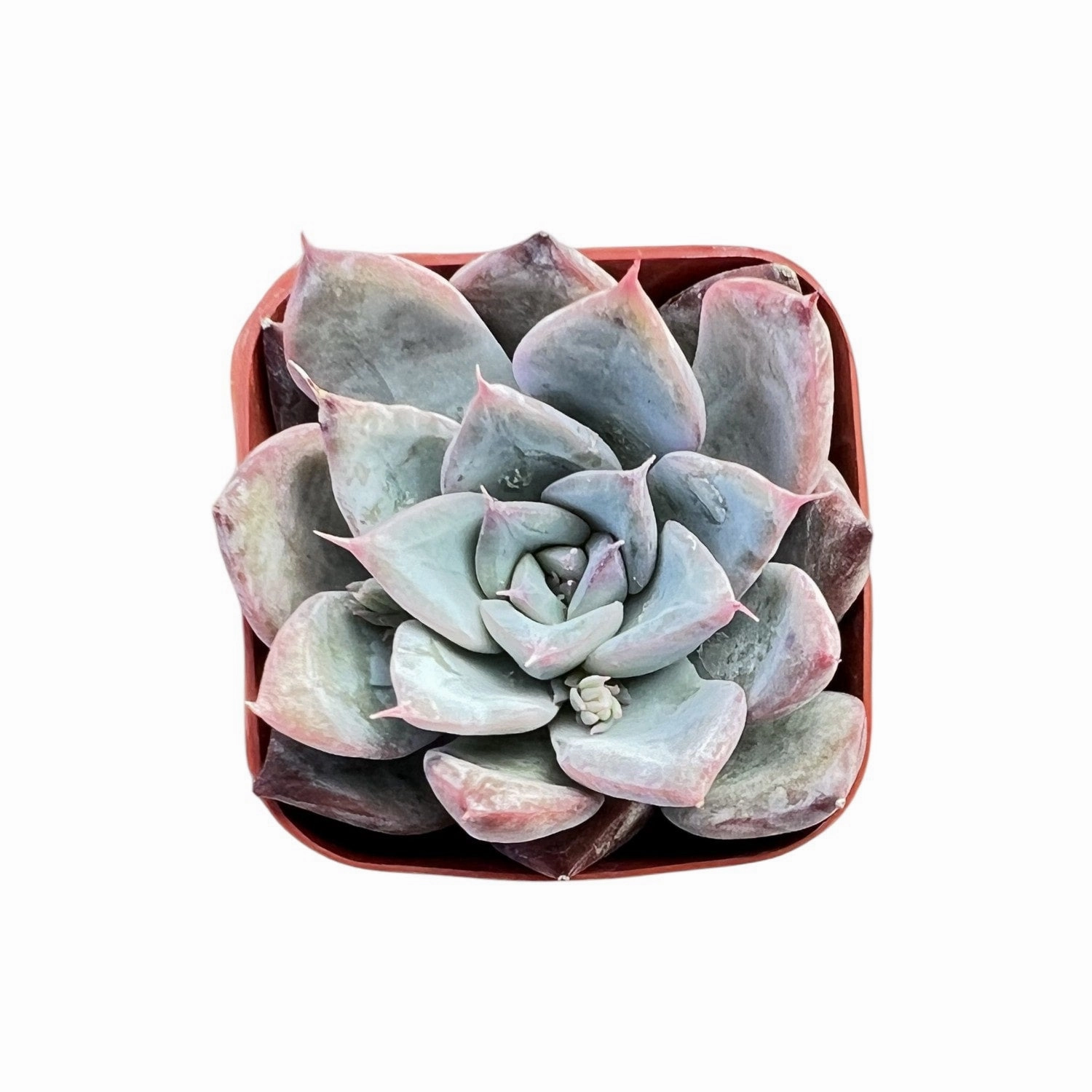 Echeveria Colorata x Laui mini ornamental plant  