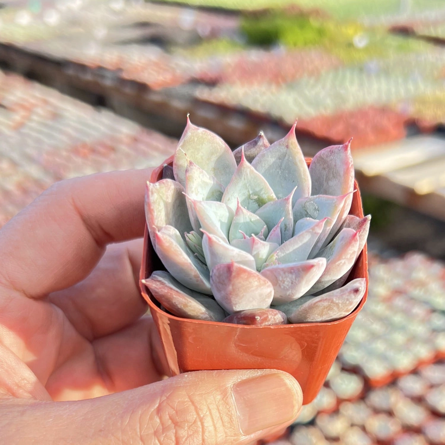 Echeveria Colorata x Laui