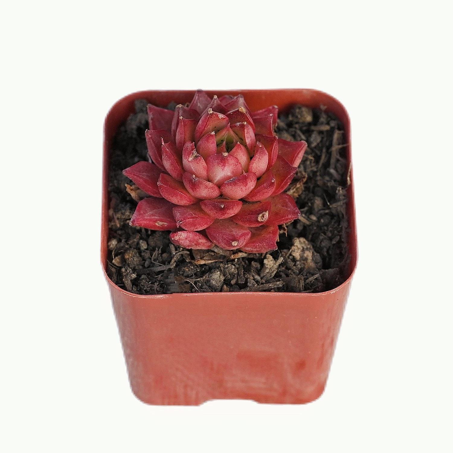 Echeveria Conch