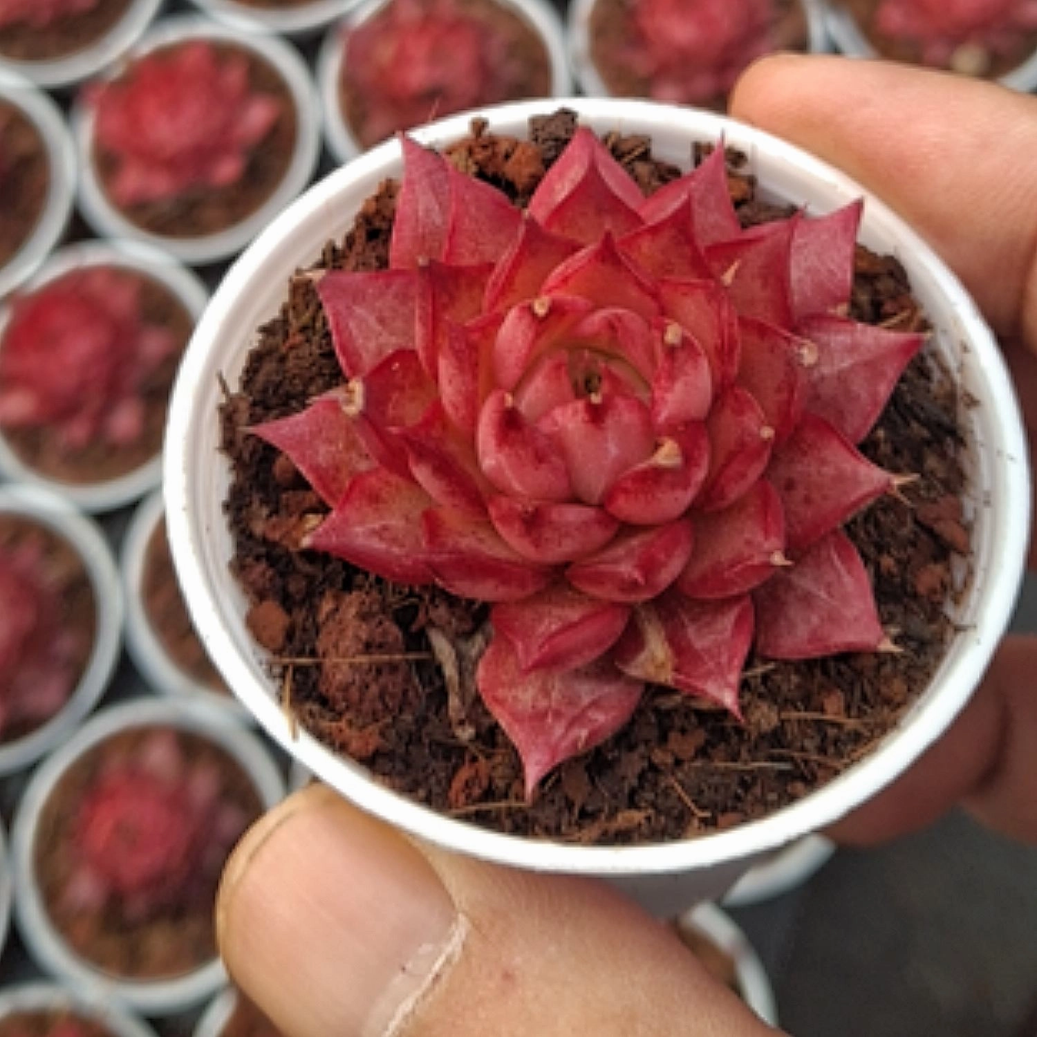 Echeveria Conch