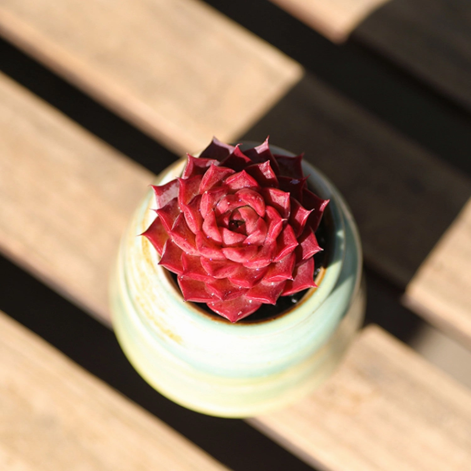 Echeveria Conch