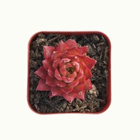Echeveria Conch mini ornamental plant  