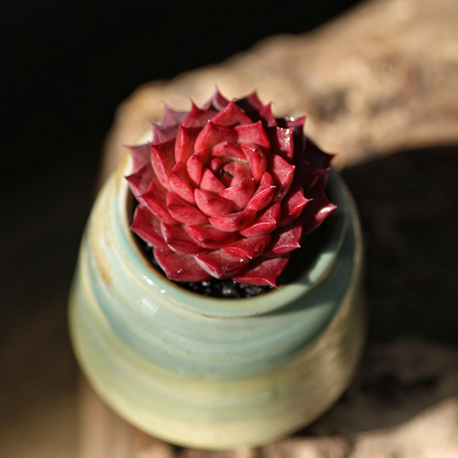 Echeveria Conch