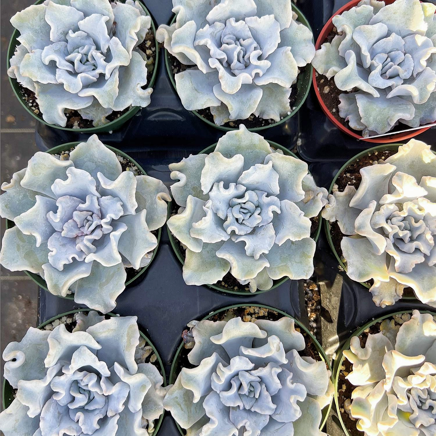 Echeveria Crispate Beauty (Rare) (4 inch)
