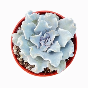 Echeveria Crispate Beauty (Rare) (4 inch) mini ornamental plant  